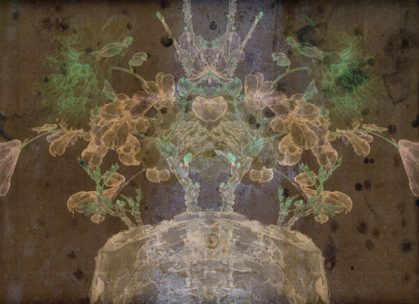 FLORE 7